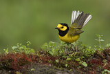 Image. Hooded Warbler