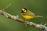 Image. Hooded Warbler