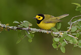 Image. Hooded Warbler