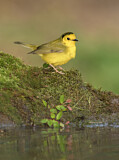 Image. Hooded Warbler