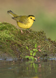 Image. Hooded Warbler