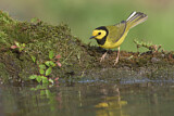 Image. Hooded Warbler
