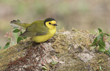 Image. Hooded Warbler