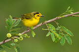 Image. Hooded Warbler
