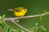 Image. Hooded Warbler