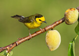 Image. Hooded Warbler