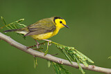 Image. Hooded Warbler