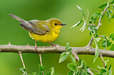 Image. Hooded Warbler