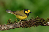 Image. Hooded Warbler
