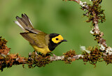 Image. Hooded Warbler