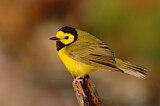 Image. Hooded Warbler