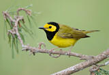 Image. Hooded Warbler
