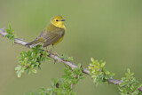 Image. Hooded Warbler