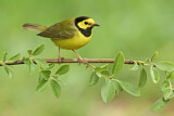 Image. Hooded Warbler