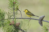Image. Hooded Warbler