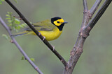 Image. Hooded Warbler