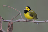 Image. Hooded Warbler