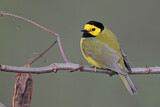 Image. Hooded Warbler