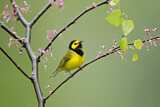 Image. Hooded Warbler