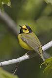 Image. Hooded Warbler