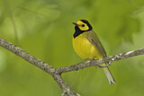 Image. Hooded Warbler