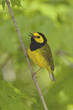 Image. Hooded Warbler