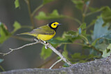 Image. Hooded Warbler