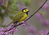 Image. Hooded Warbler