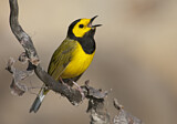 Image. Hooded Warbler
