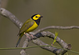 Image. Hooded Warbler