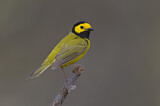 Image. Hooded Warbler