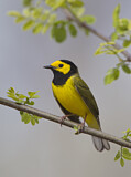 Image. Hooded Warbler