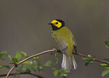 Image. Hooded Warbler
