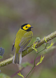Image. Hooded Warbler