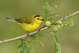 Image. Hooded Warbler