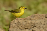 Image. Hooded Warbler