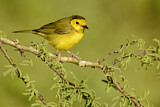 Image. Hooded Warbler