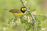 Image. Hooded Warbler