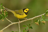 Image. Hooded Warbler
