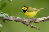Image. Hooded Warbler