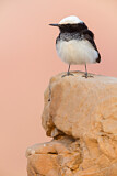 Image. Hooded Wheatear