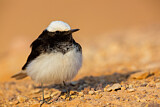 Image. Hooded Wheatear