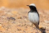 Image. Hooded Wheatear