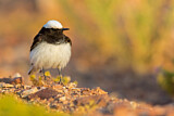 Image. Hooded Wheatear