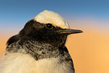 Image. Hooded Wheatear