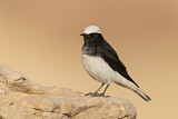 Image. Hooded Wheatear
