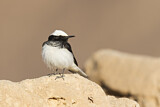 Image. Hooded Wheatear