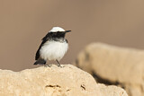 Image. Hooded Wheatear