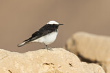 Image. Hooded Wheatear