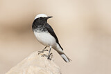 Image. Hooded Wheatear